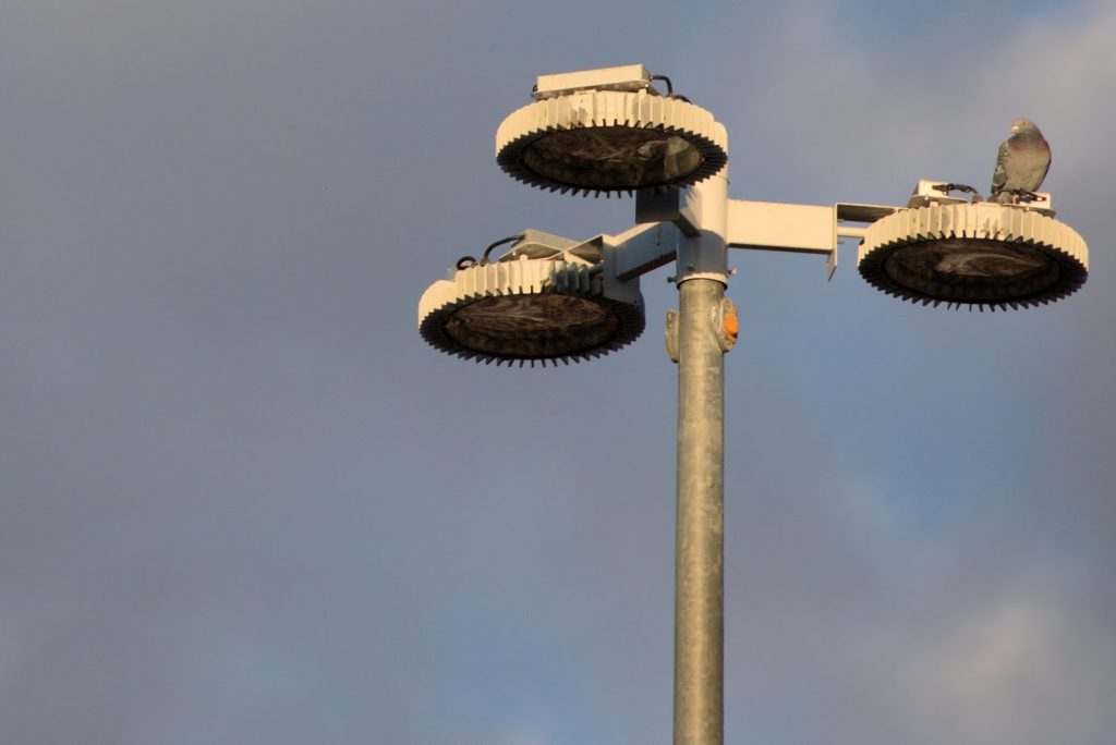 Bird on a light pole