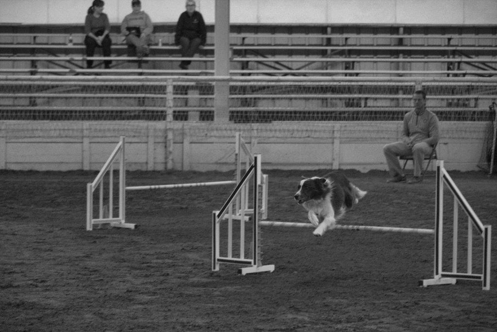 American Kennel Club Agility Trials