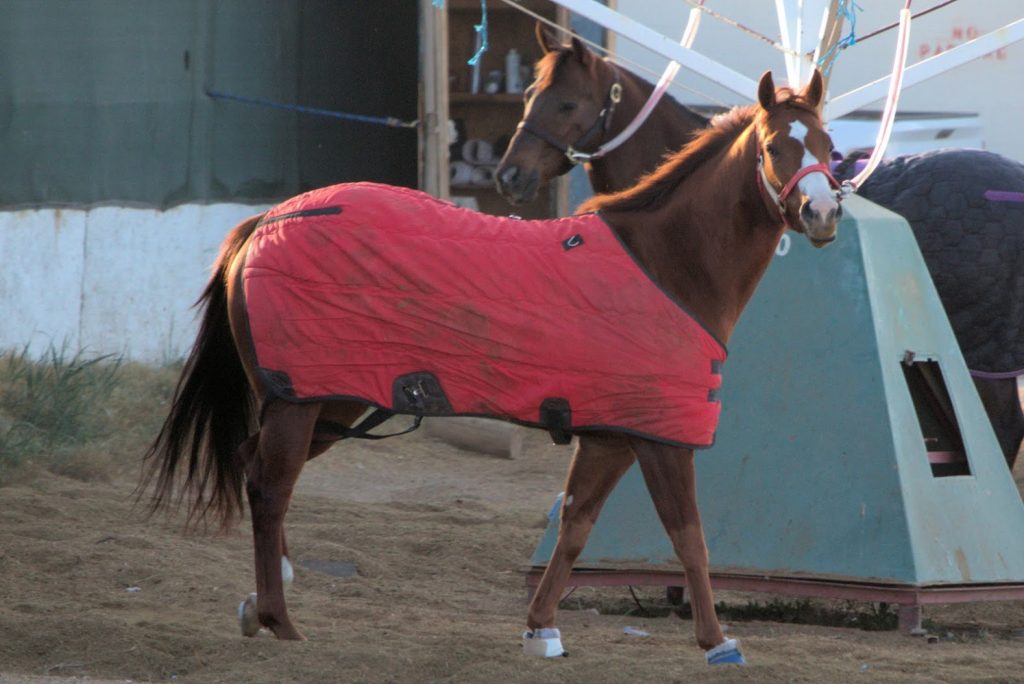 race horse