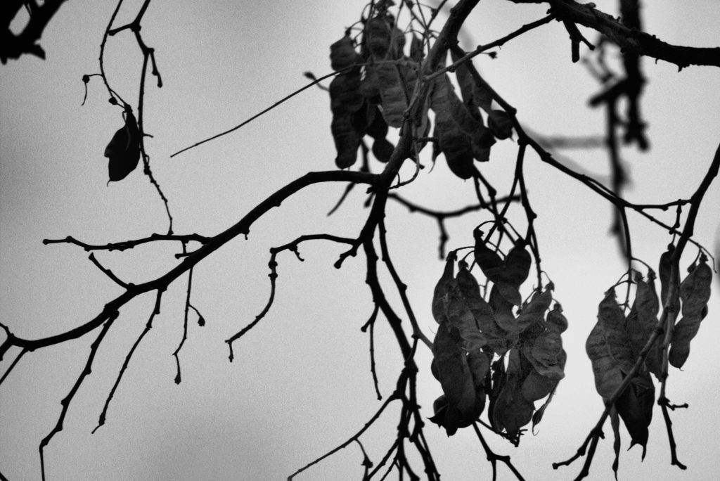 leaves hanging in a tree