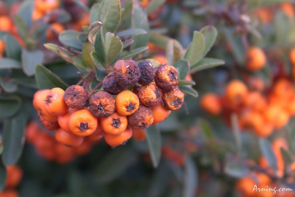 Last berries of the fall