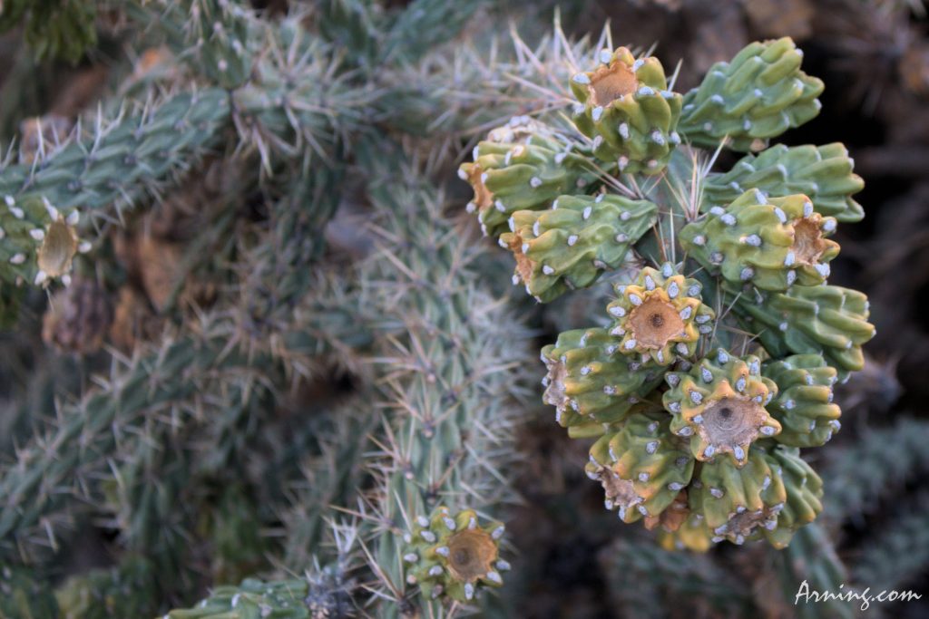 prickly pear