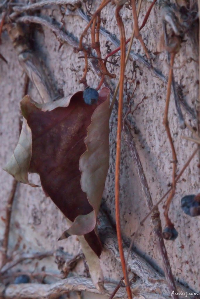 leaf