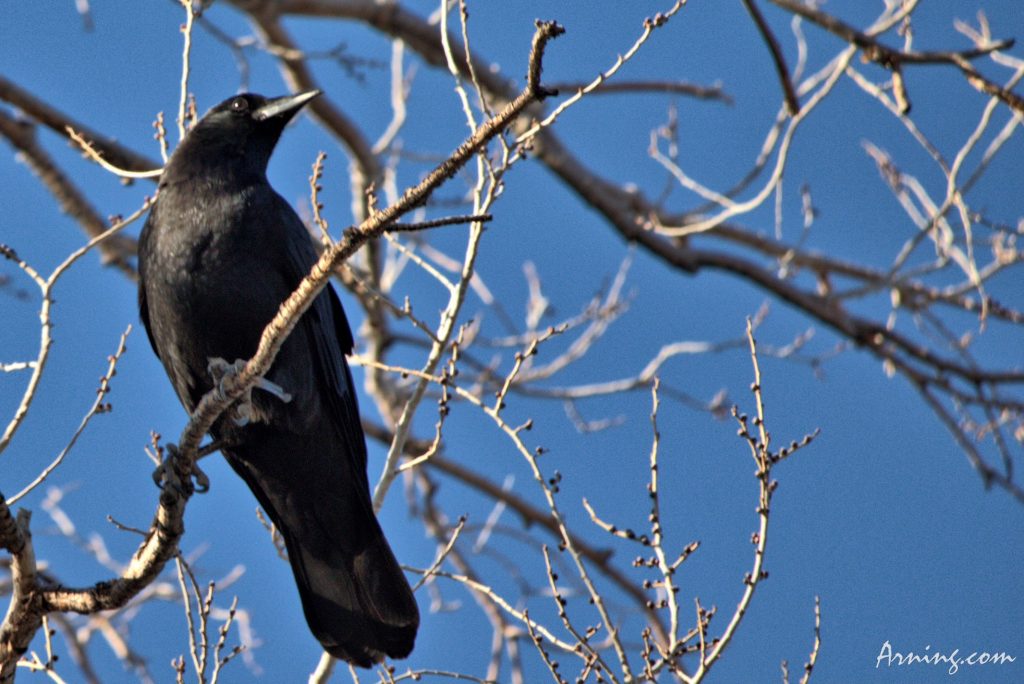 Crow
