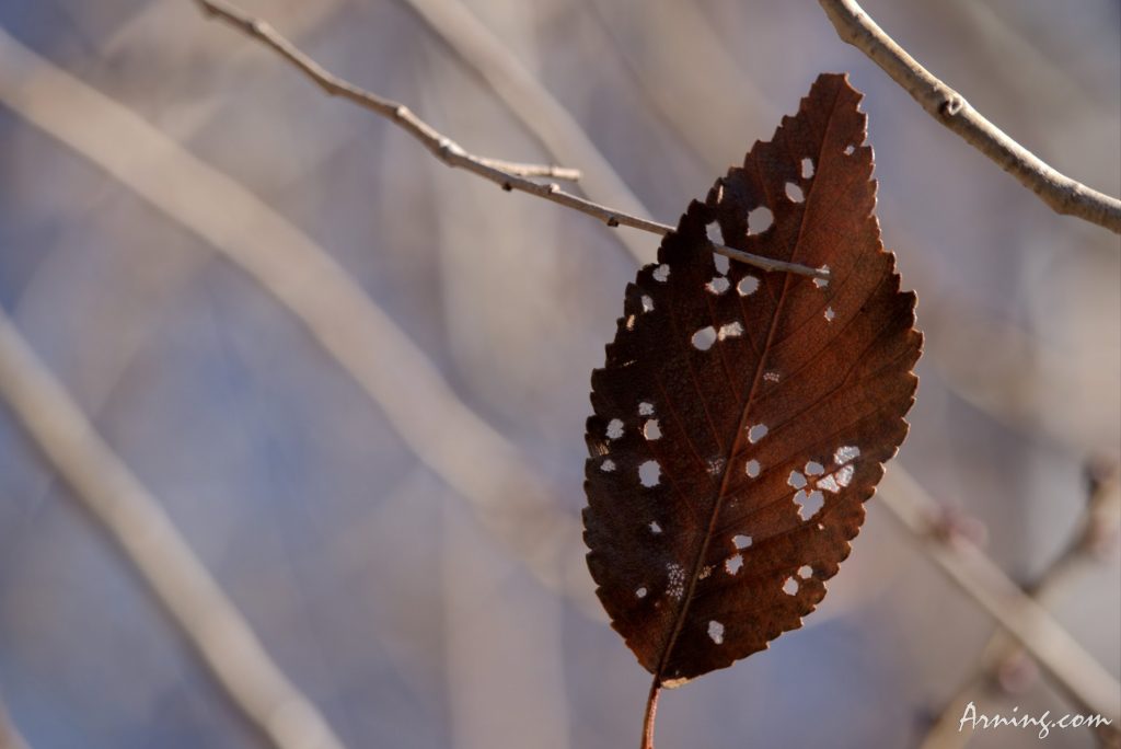 leaf
