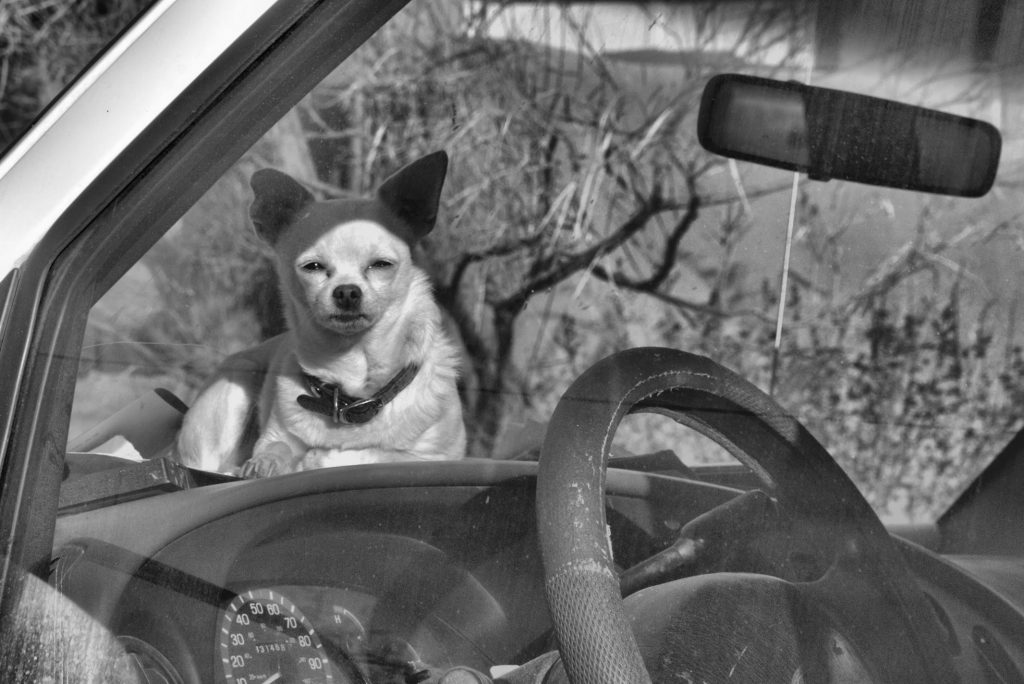 old dog