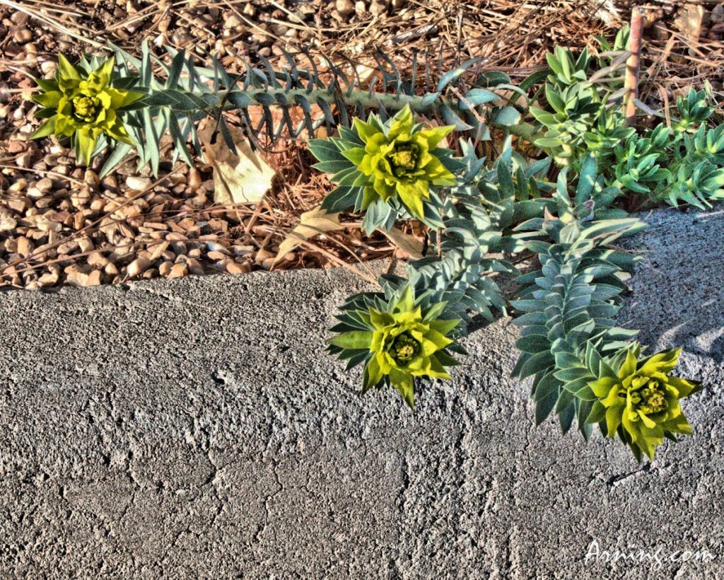 Spring--some flowers from my walk today.