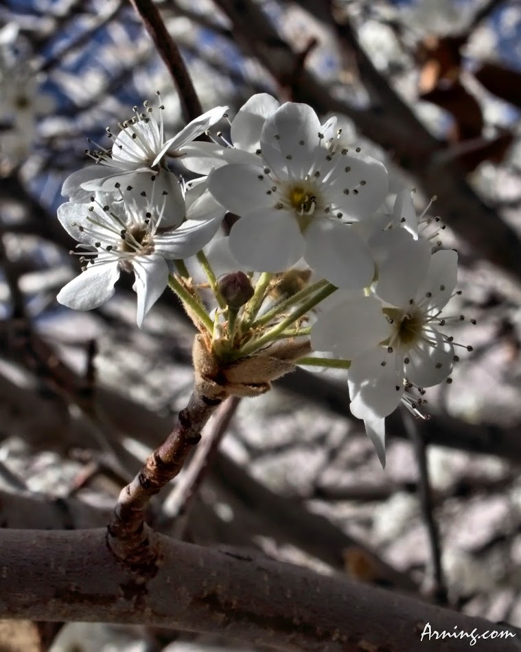 First day of spring