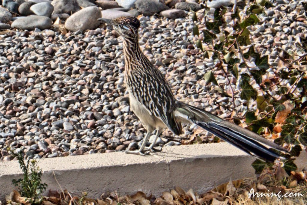 Road Runner