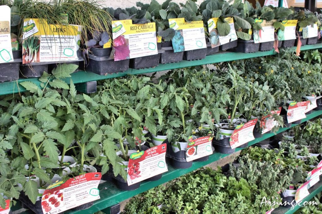 Time for planting