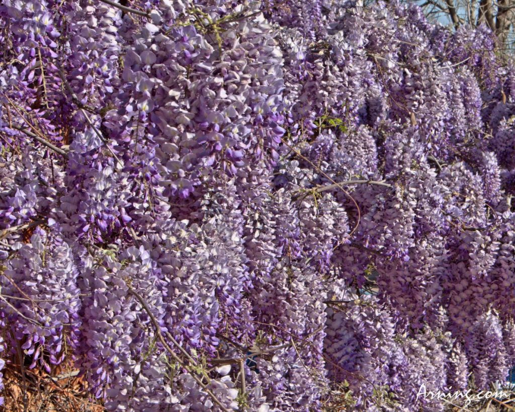 Wall of Purple Wisteria