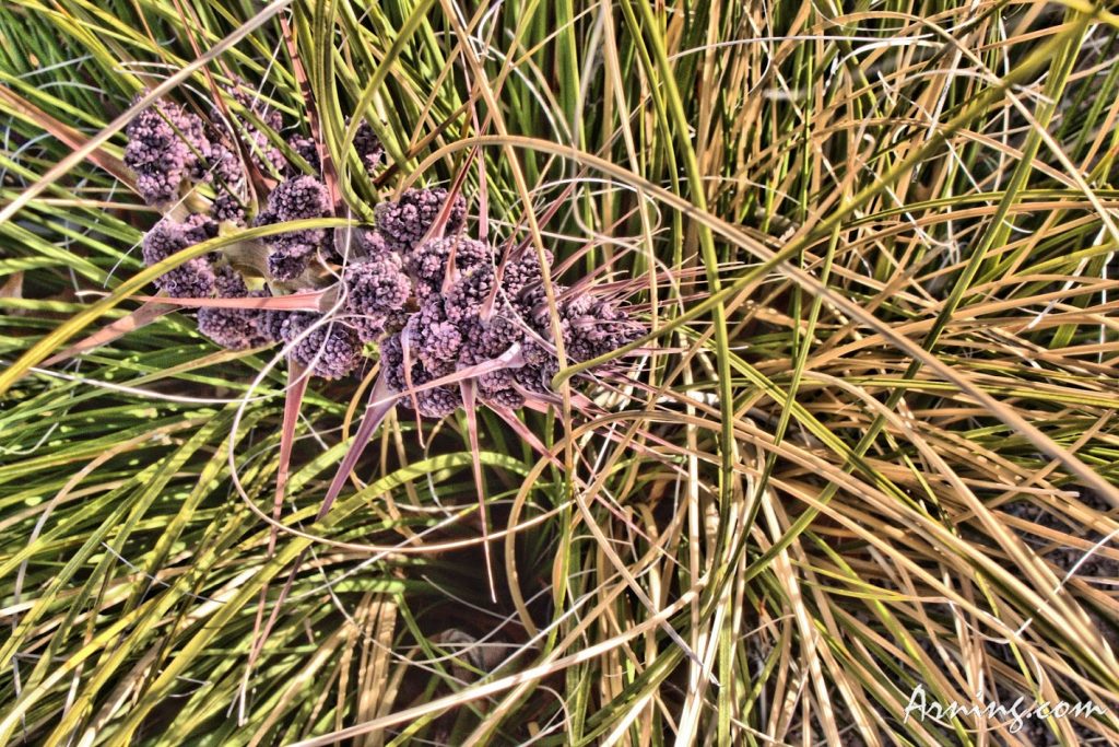 It was in some landscaping, don't know what it is for sure, but I liked how it looked.