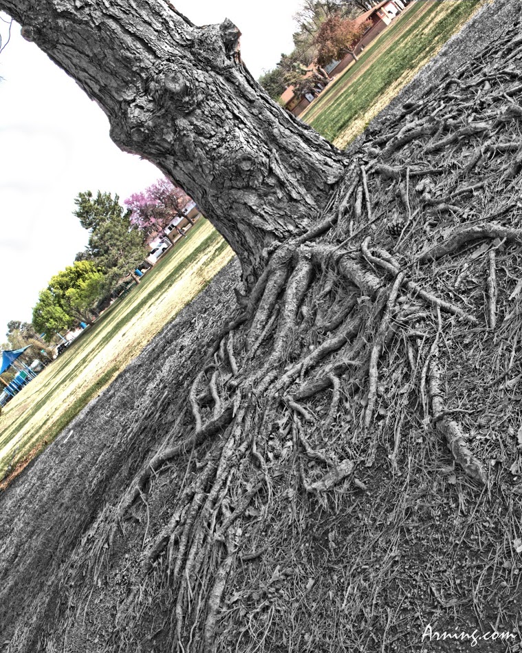 Tree in the park