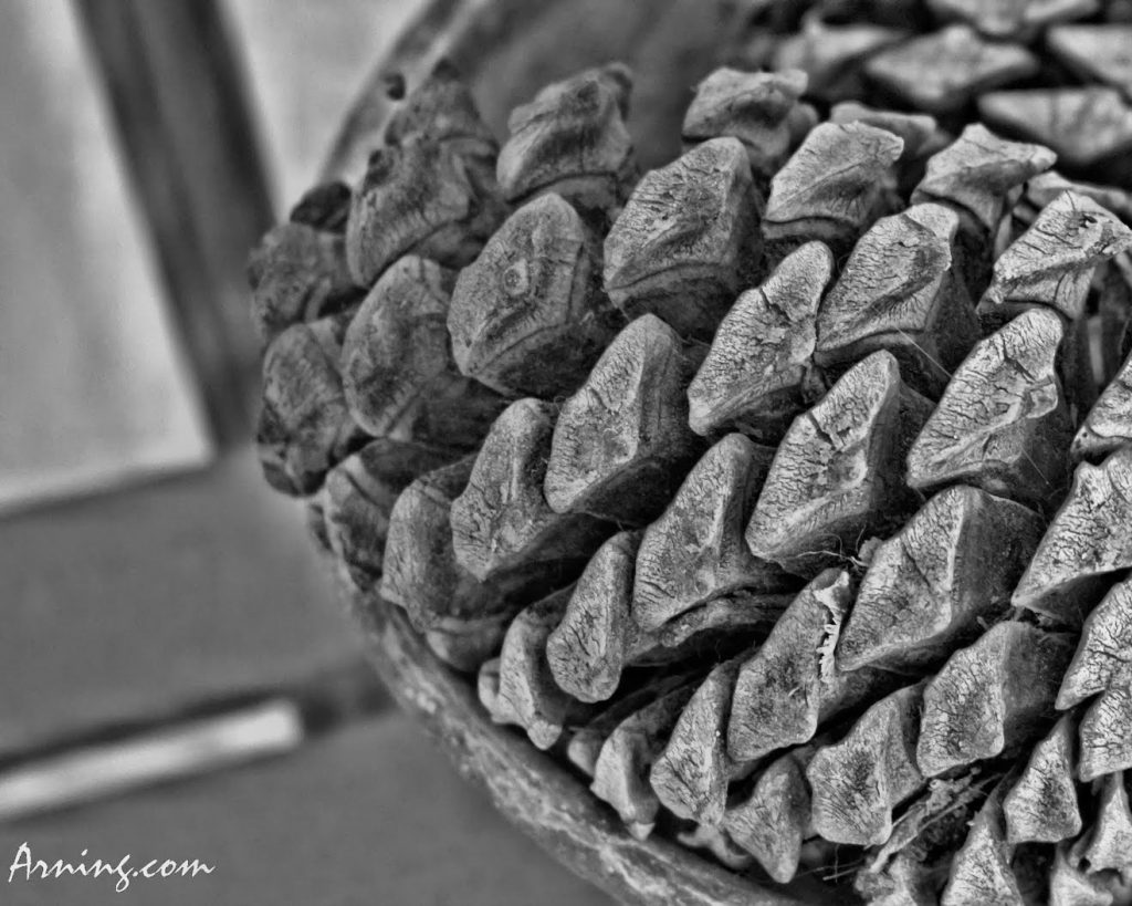 Pine cone