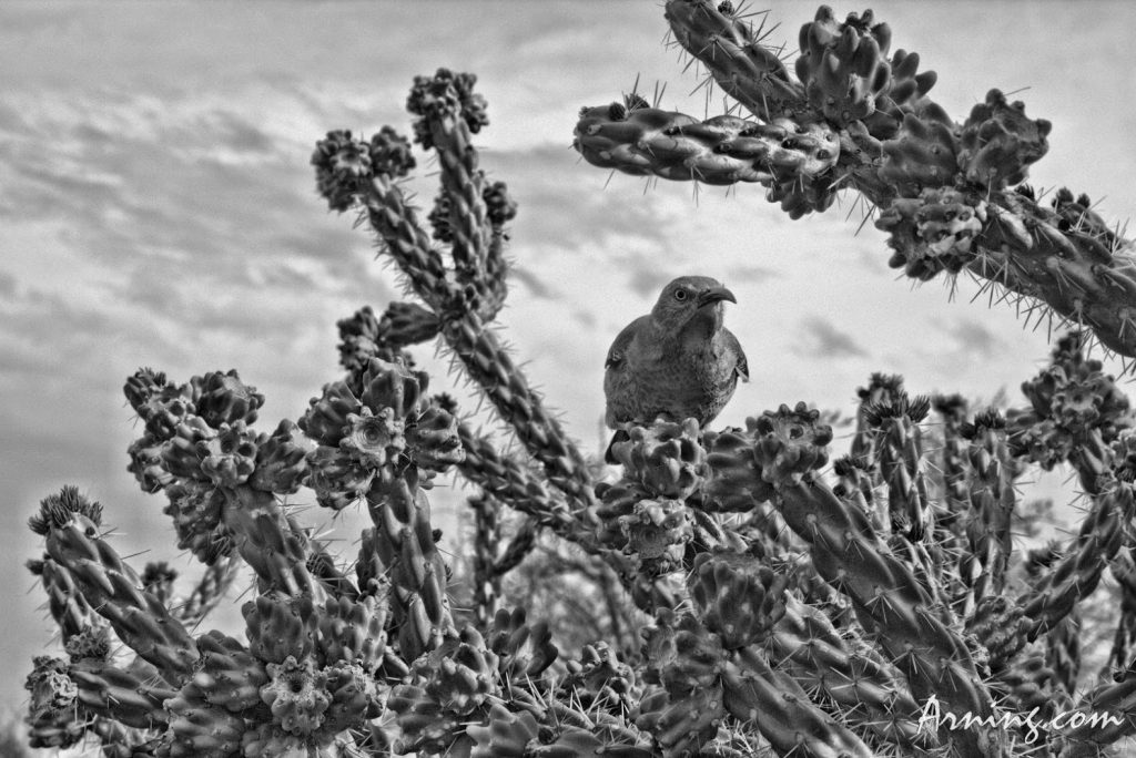 Mother bird guarding her nest
