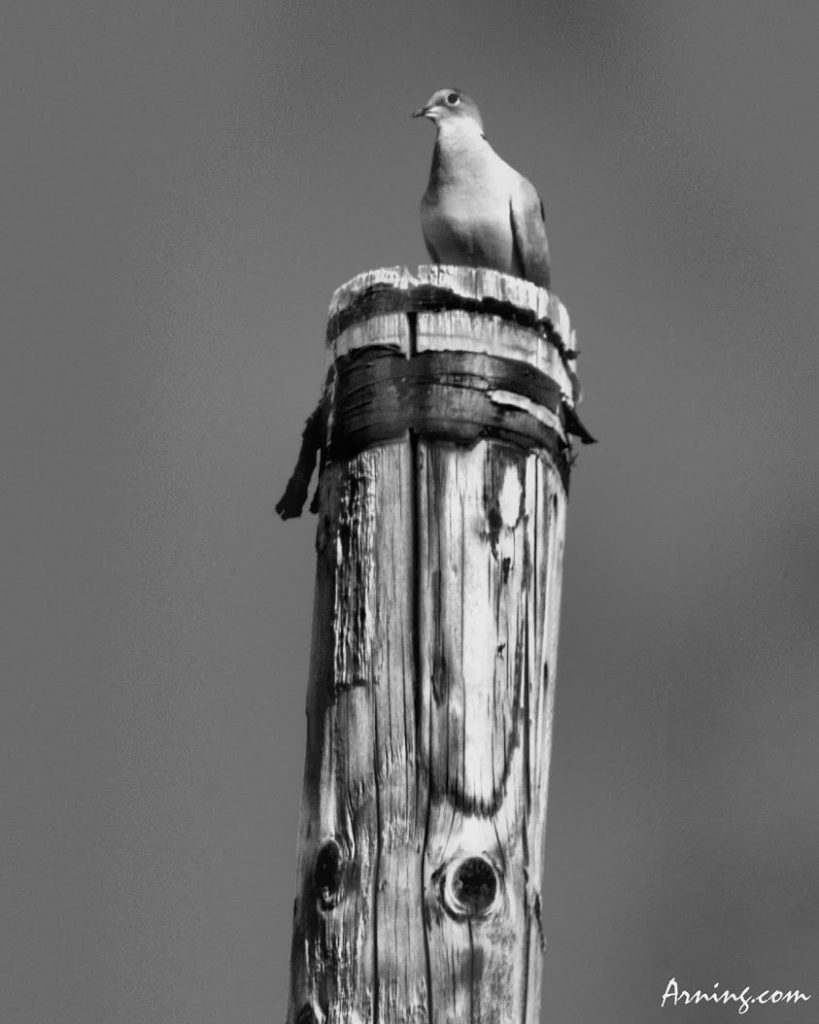 Dove on a pole