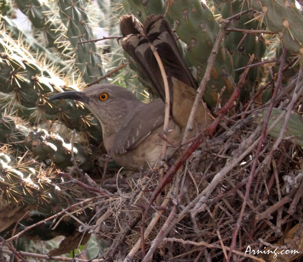Curved Bill Thrasher