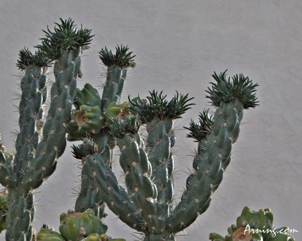 New Growth