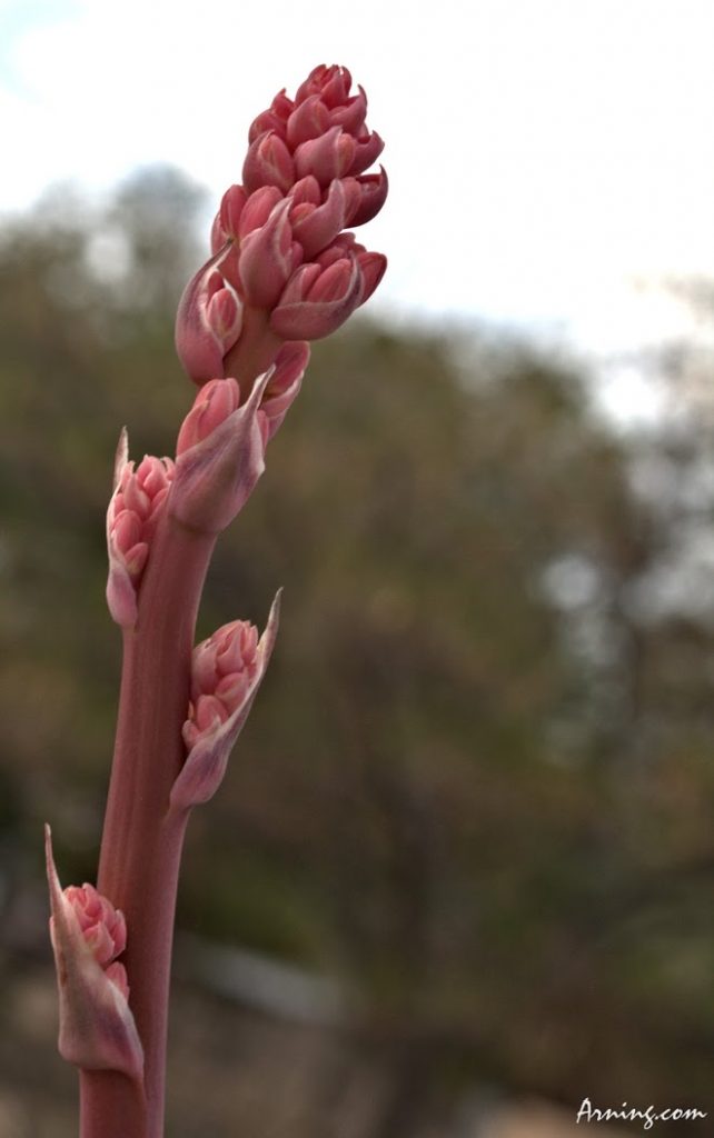 New growth