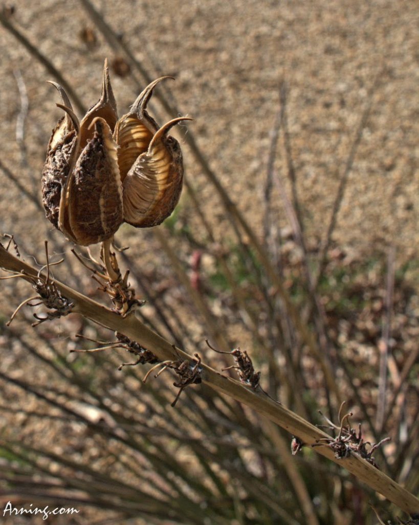 Seed Pods