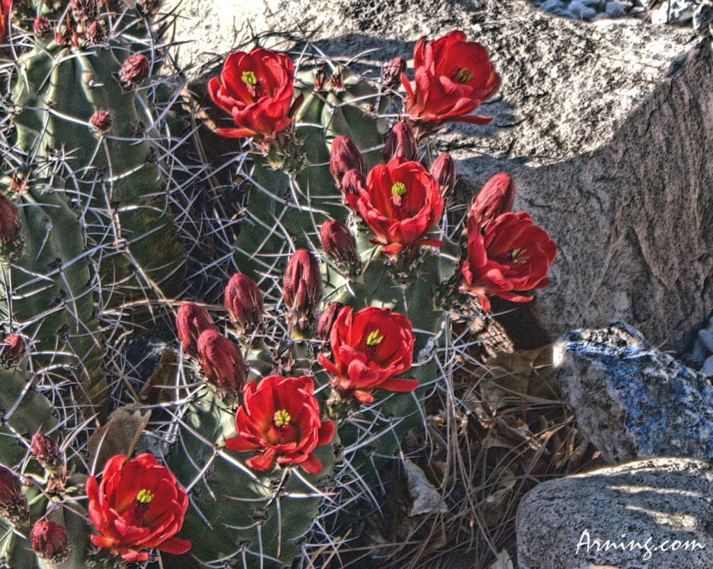 Cactus in bloom