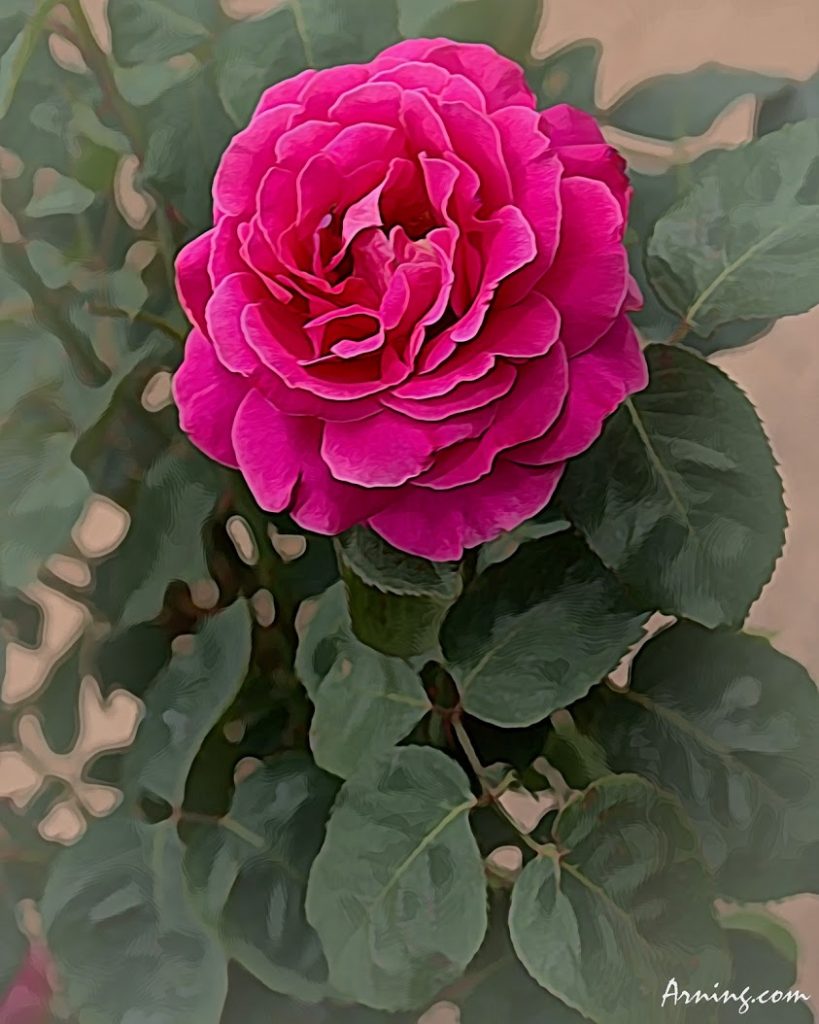 Rose