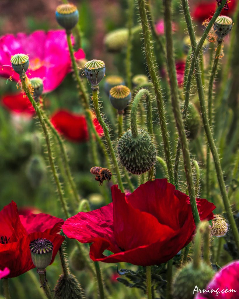 On my way into work I came across some beautiful flowers.