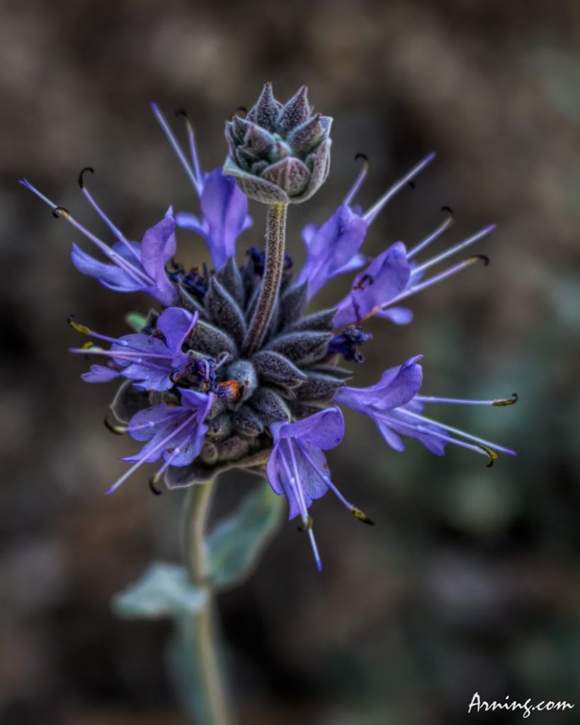Unusual beauty