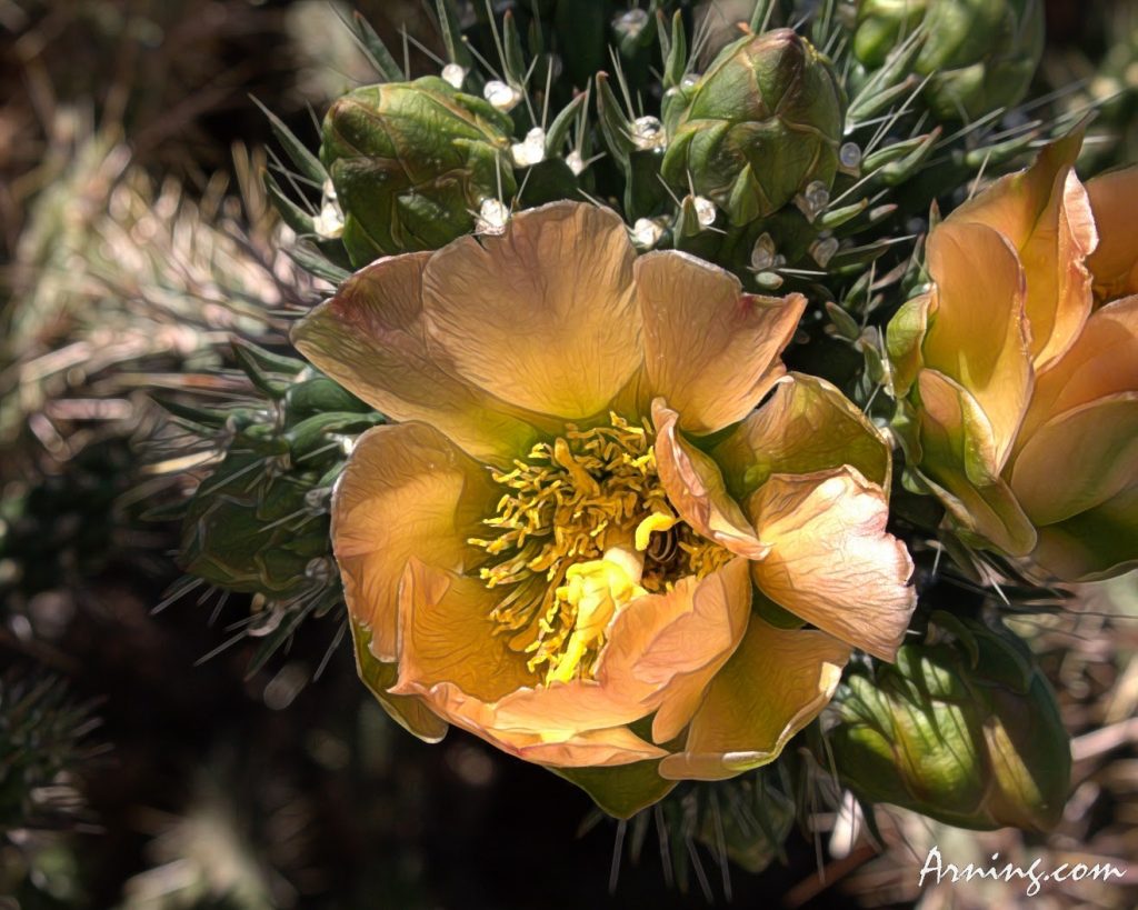 Cactus Flower