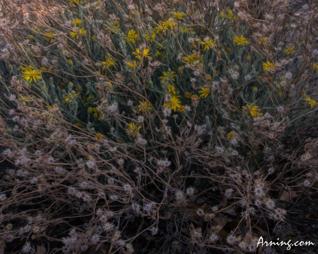 Flowers from the park