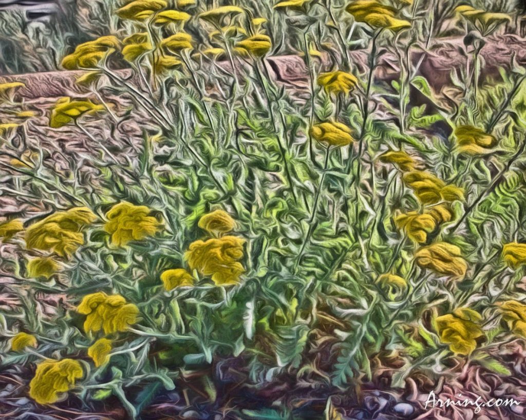 This is bush with yellow flowers in a neighbor's yard.