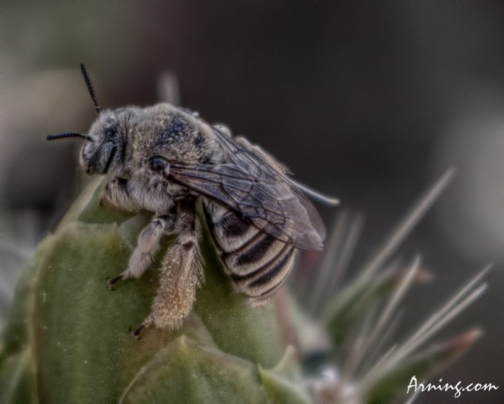 Bee