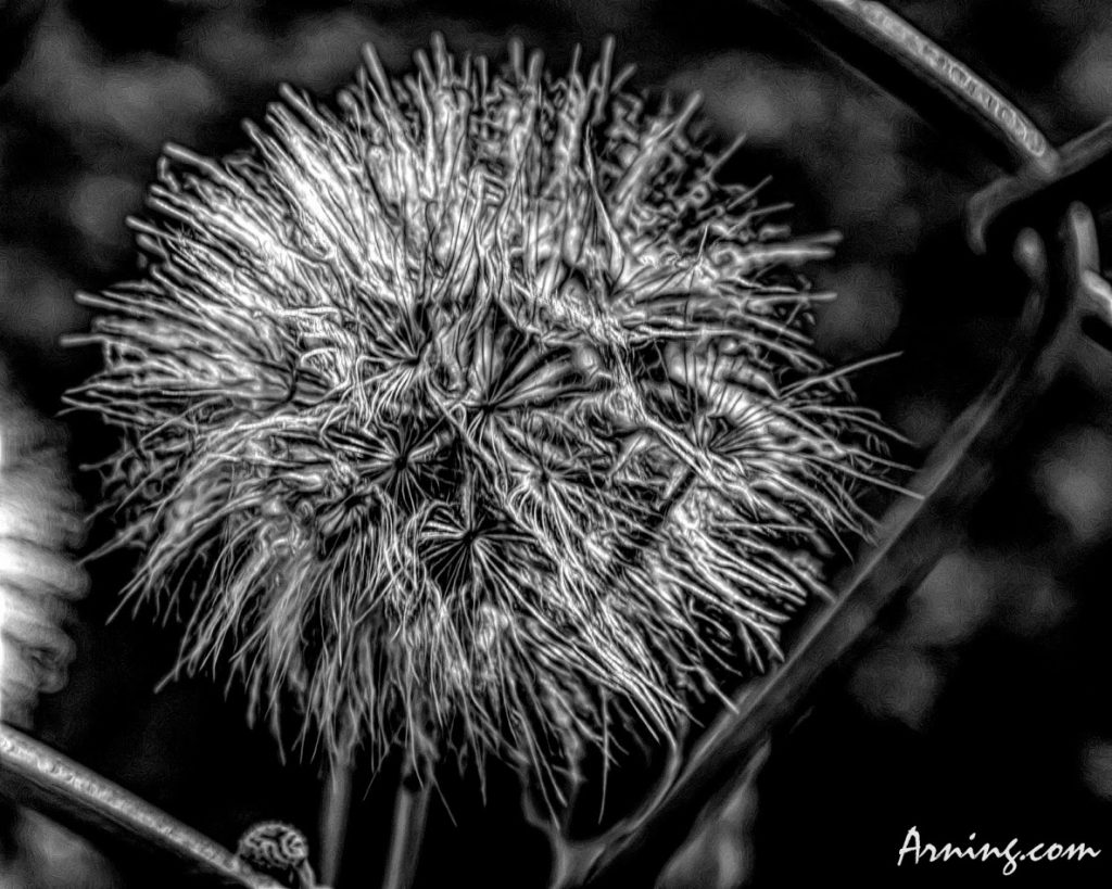 Dandelion behind a fence in a neighbor's yard.