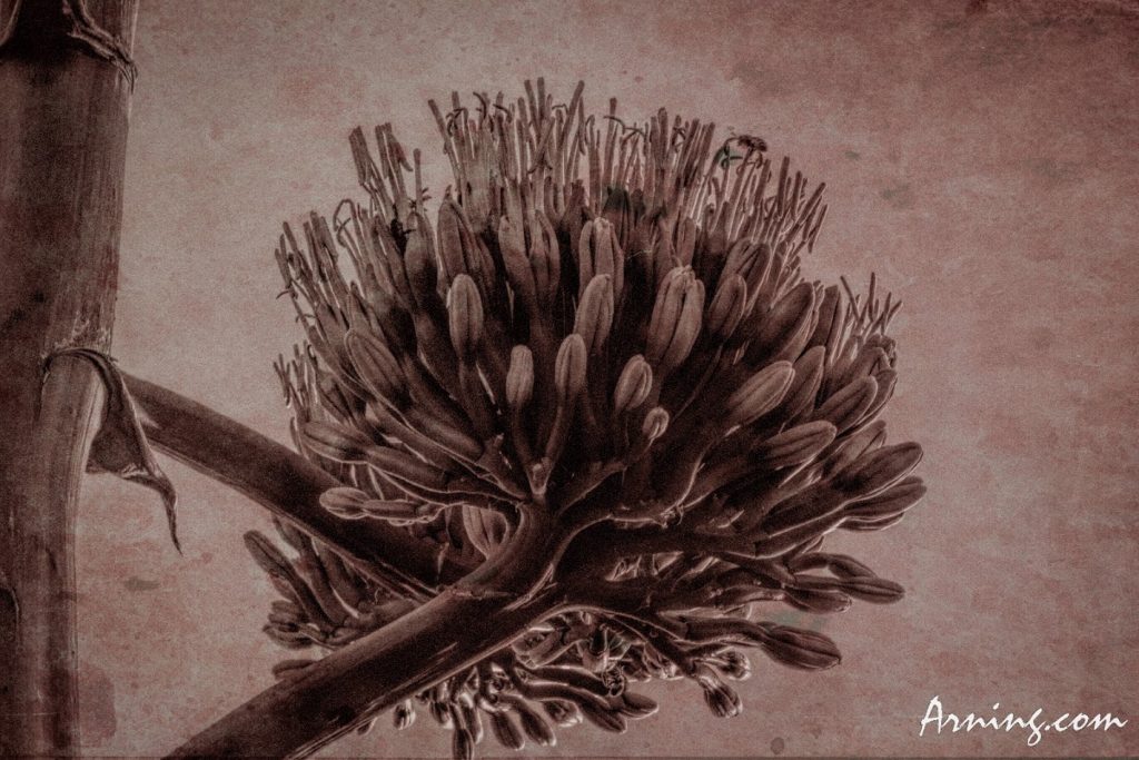 Century Plant