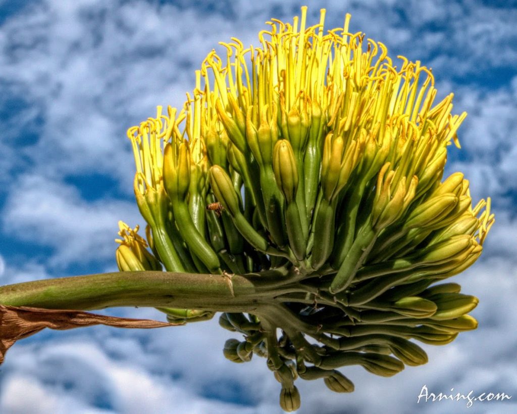 Century Plant II