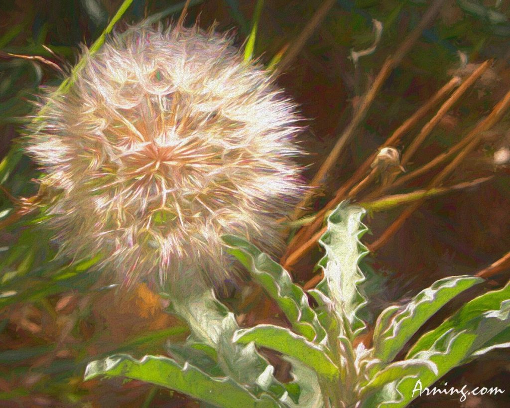 dandelion explosion