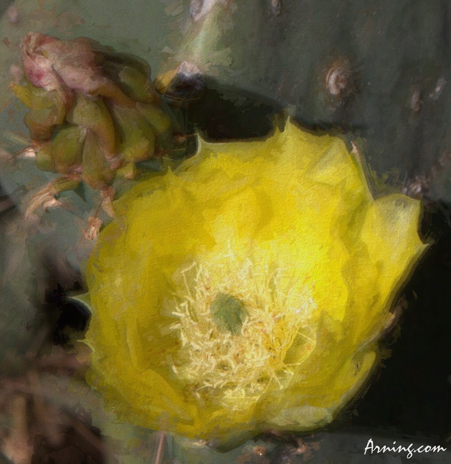 cactus flower