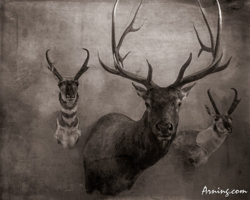 elk head