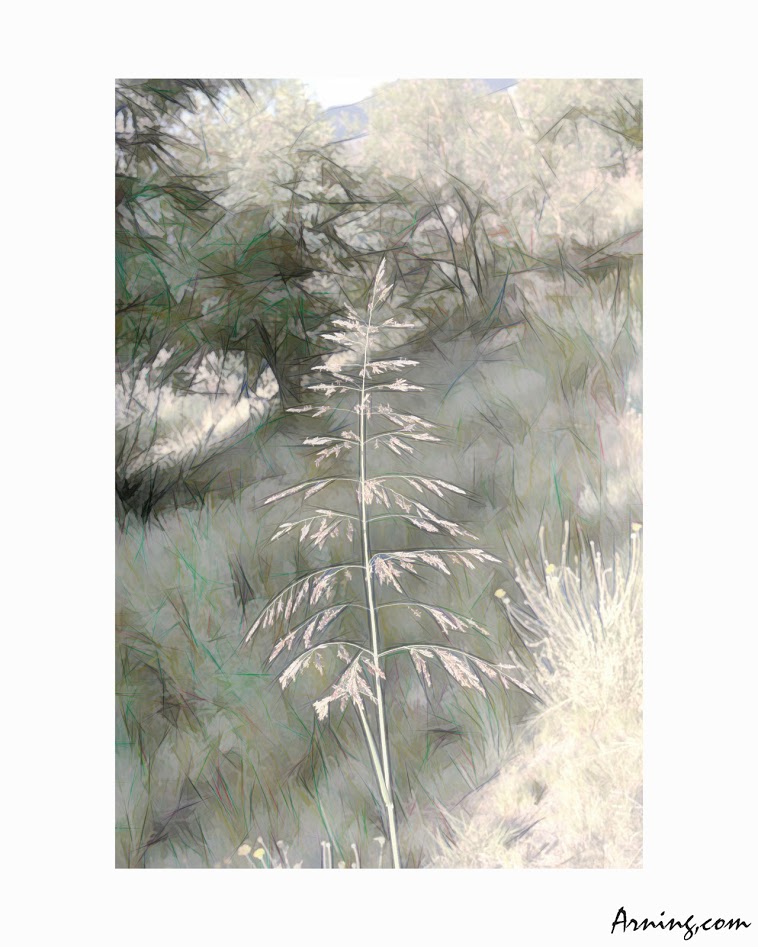 inflorescence