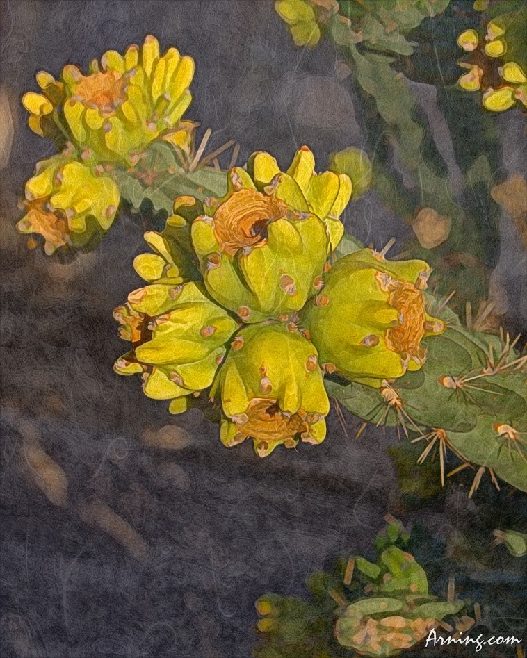 neighborhood cactus