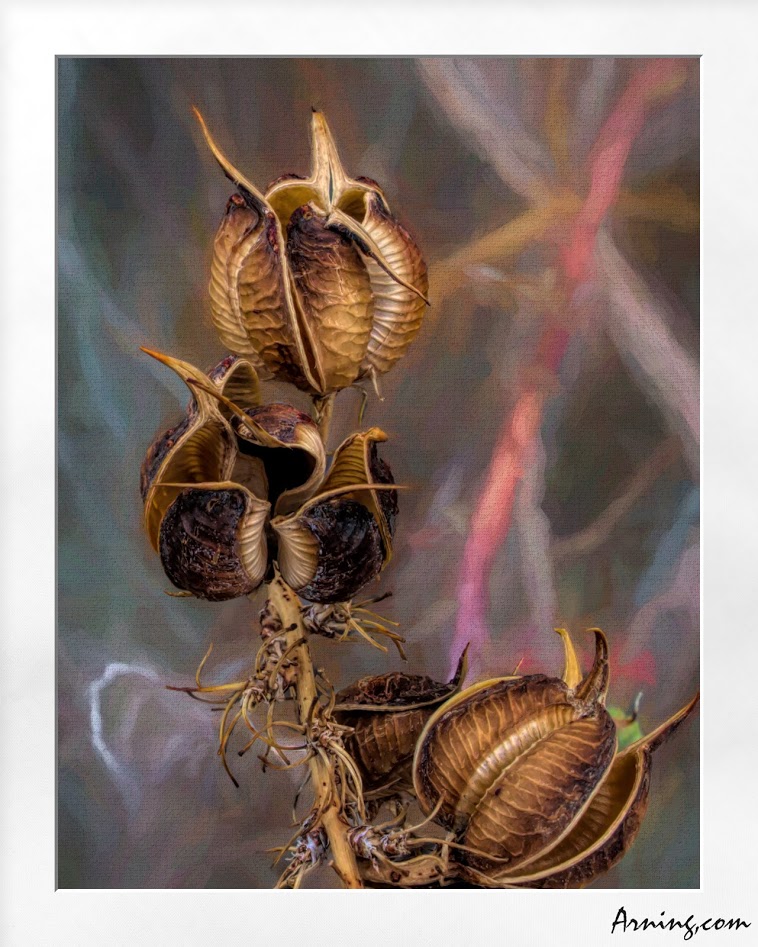Yucca seed pods