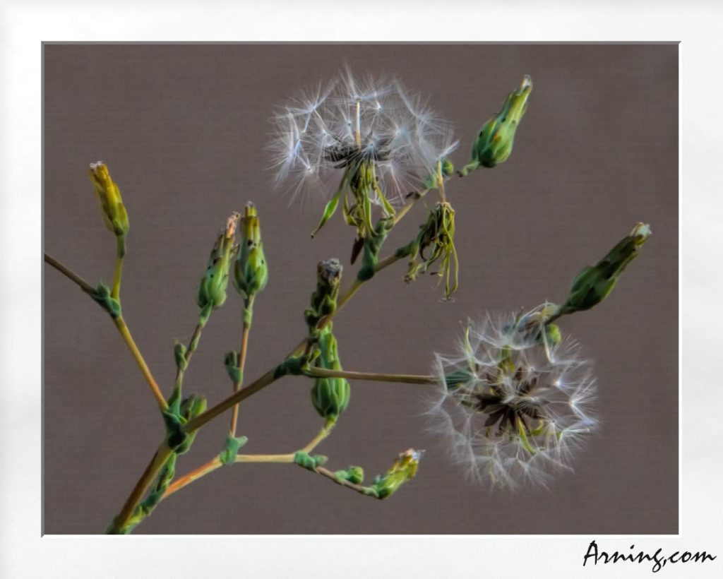 most infamous of weeds