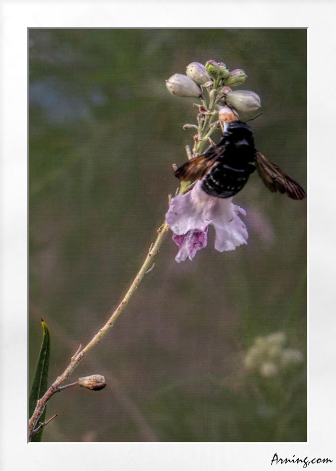 Carpenter Bee