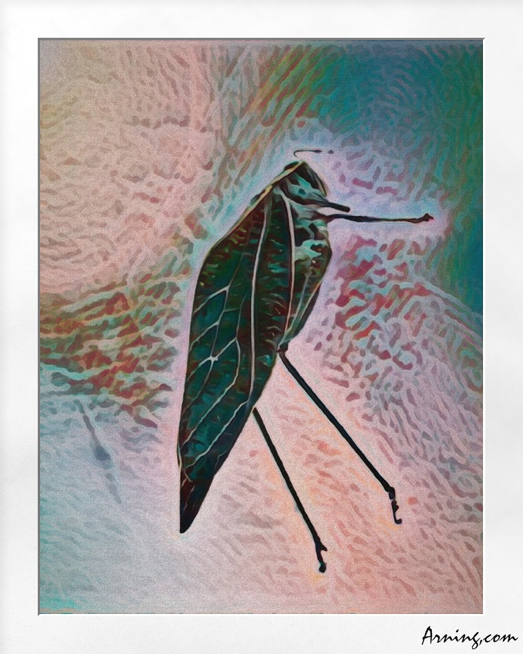 Katydid