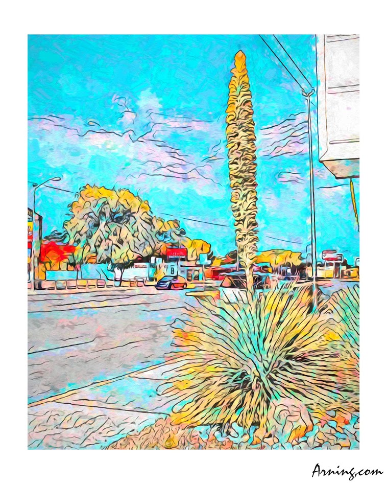Century Plant