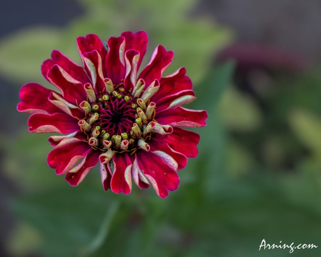 Morning Flower