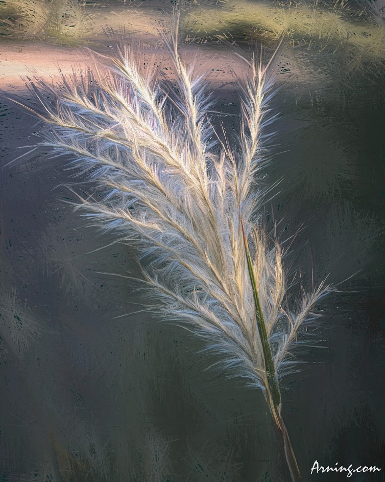 Inflorescence