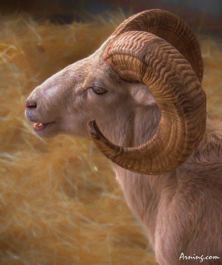Ram