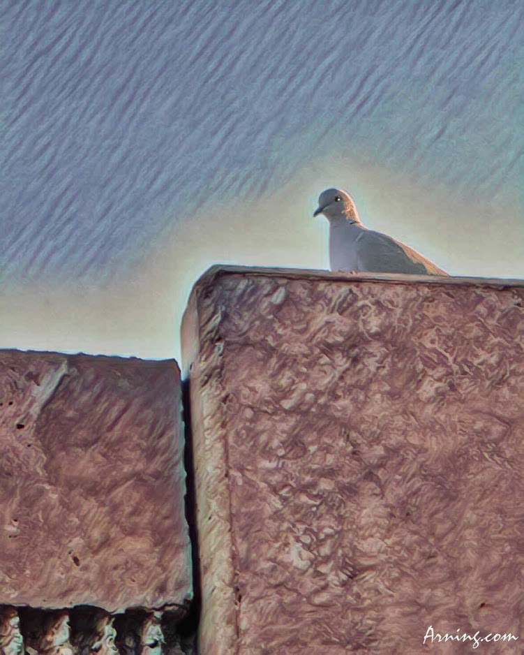 Urban Dove