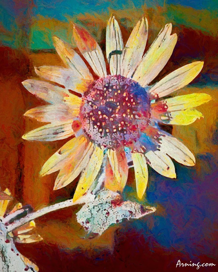 Sunflower